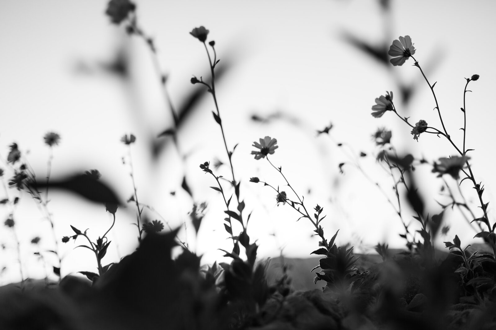 close up of field of flowers in black and white